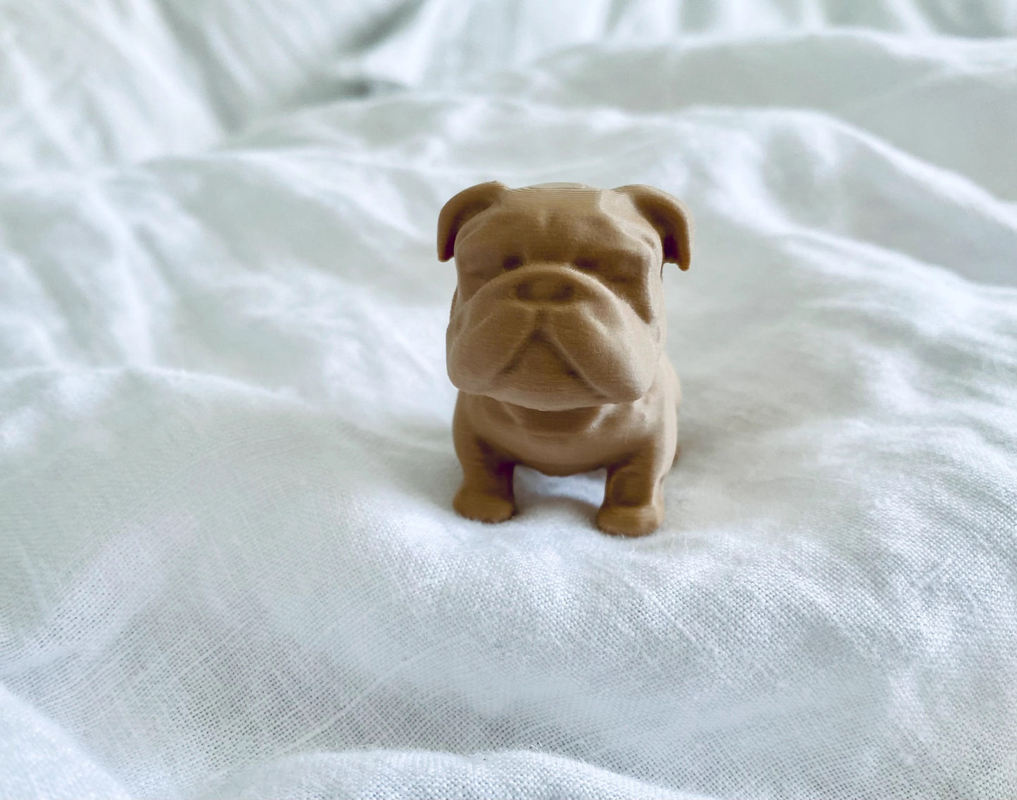 Chubby Bulldog