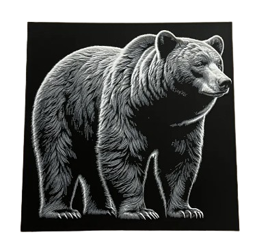 Black Bear